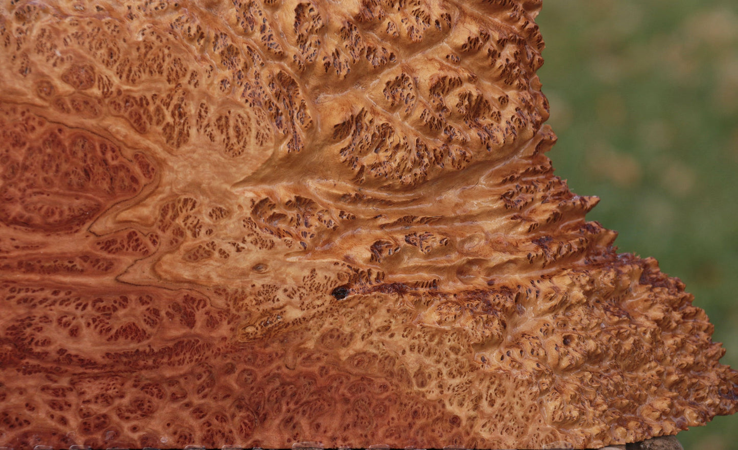 Red Coolibah Burl Live Edge Lumber
