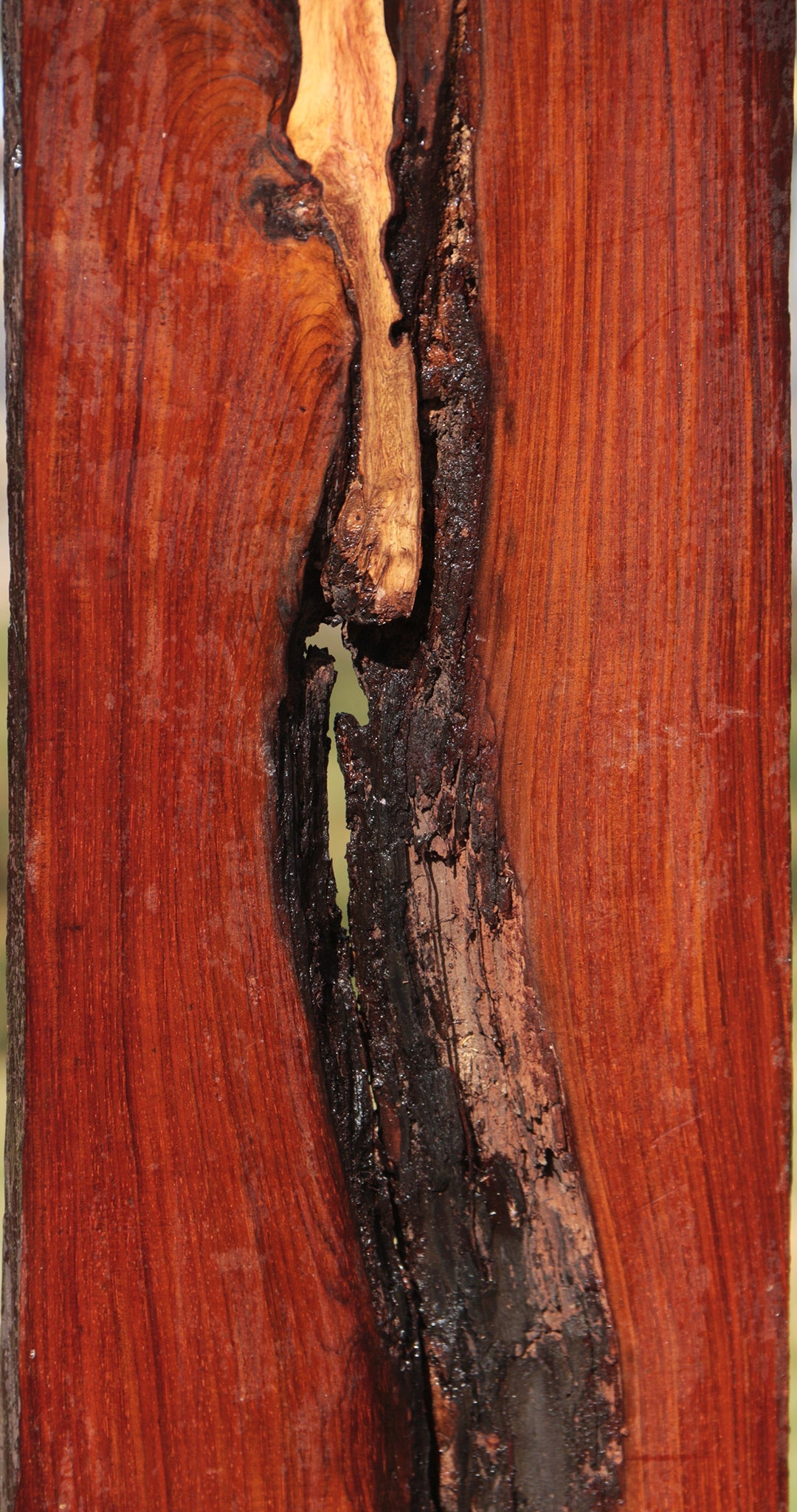 Cocobolo Live Edge Lumber