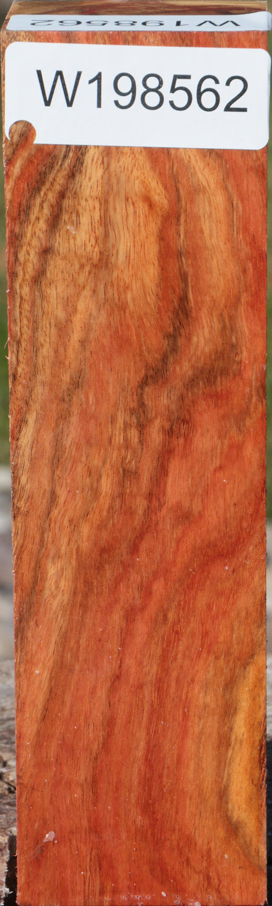 Carob Turning Blank