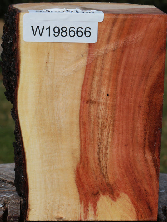 Carob Live Edge Turning Blank