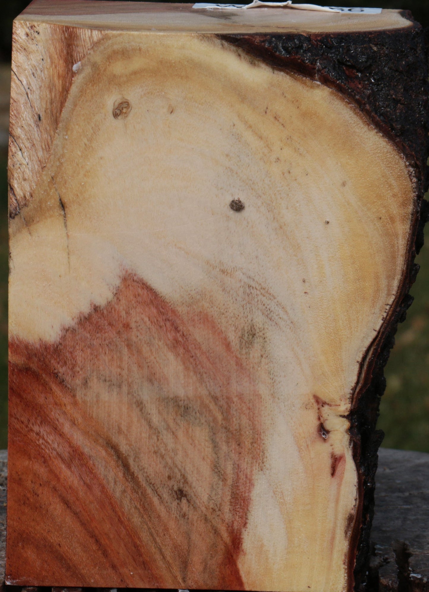 Carob Live Edge Turning Blank
