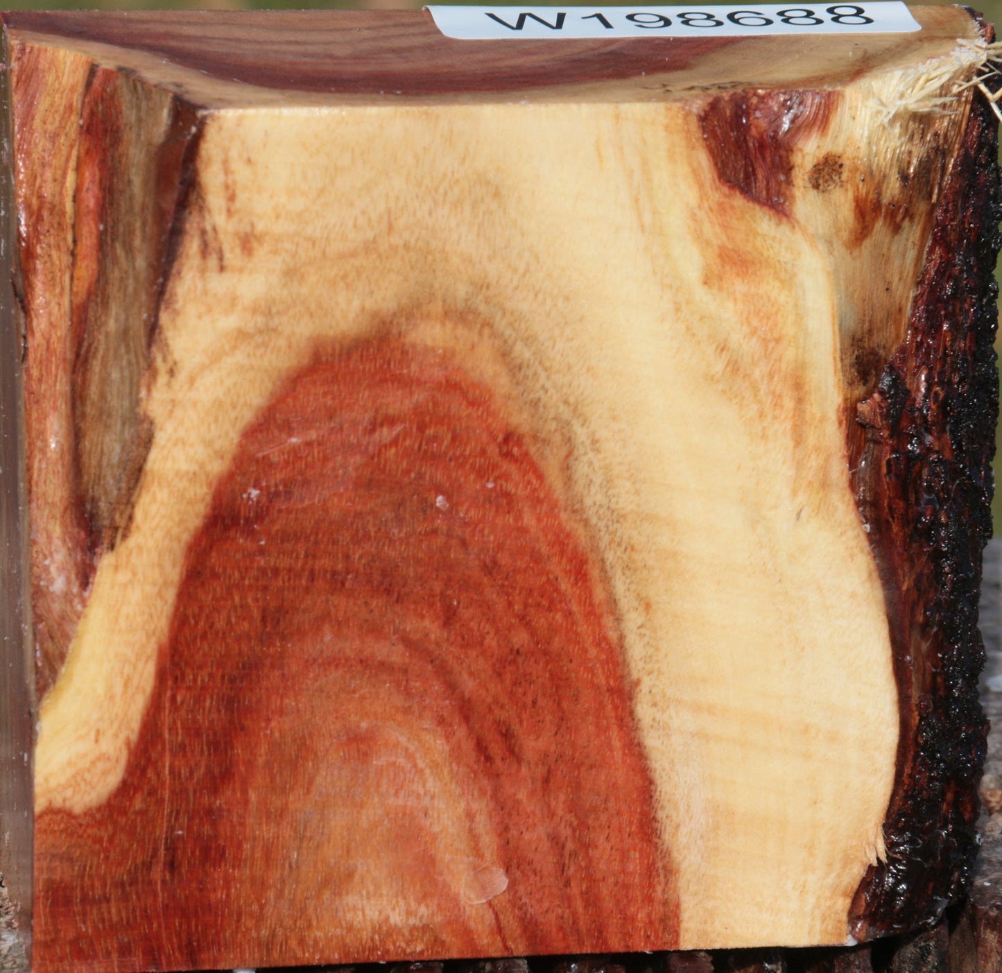 Carob Live Edge Bowl Blank