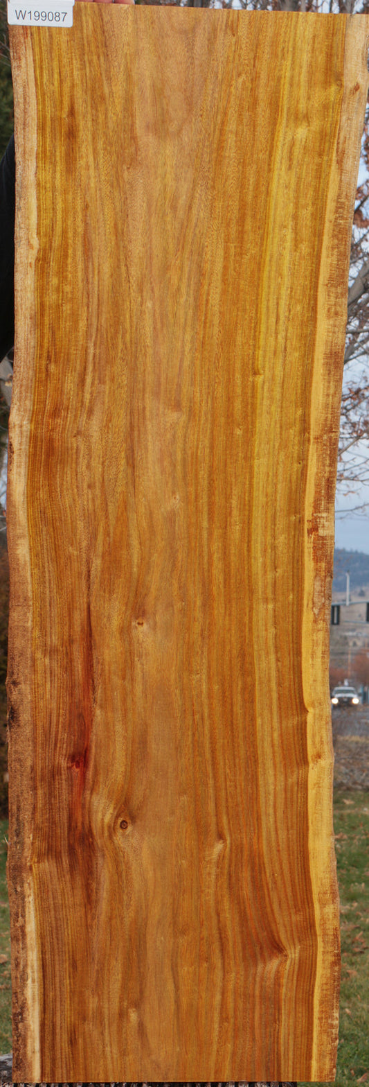 Canary Live Edge Lumber