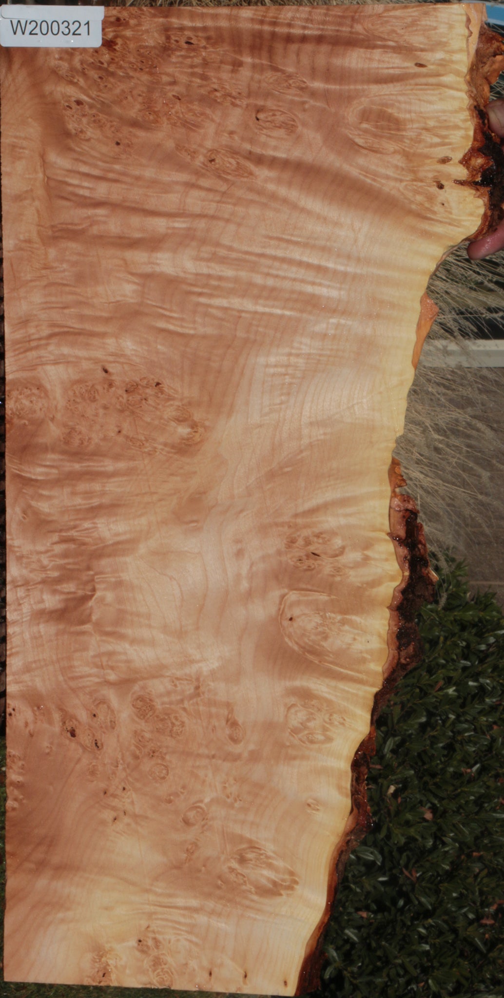 Quilted Maple Live Edge Lumber