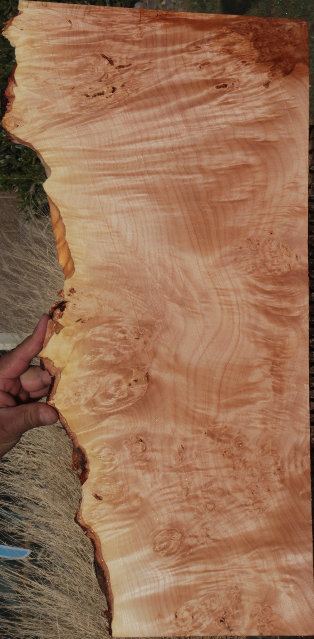 Quilted Maple Live Edge Lumber