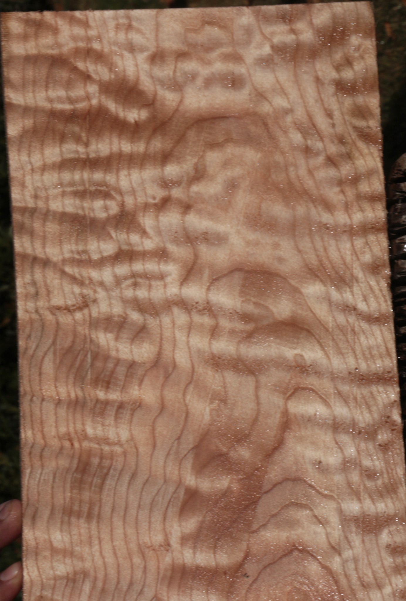 Quilted Maple Instrument Lumber