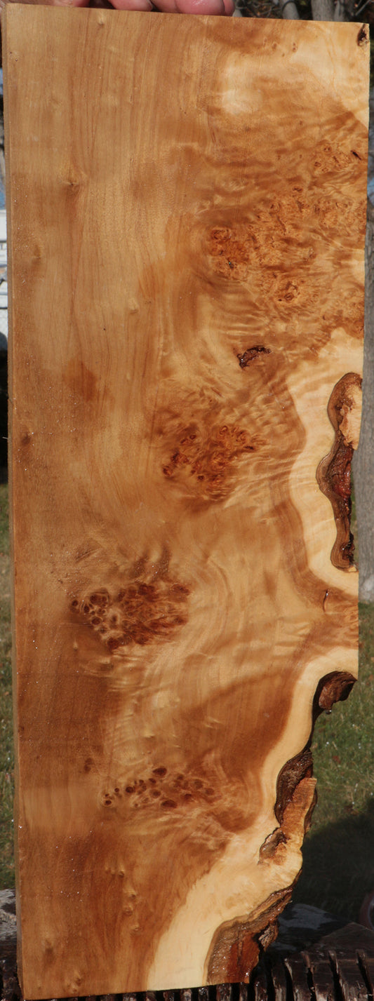 California Cottonwood Burl Lumber
