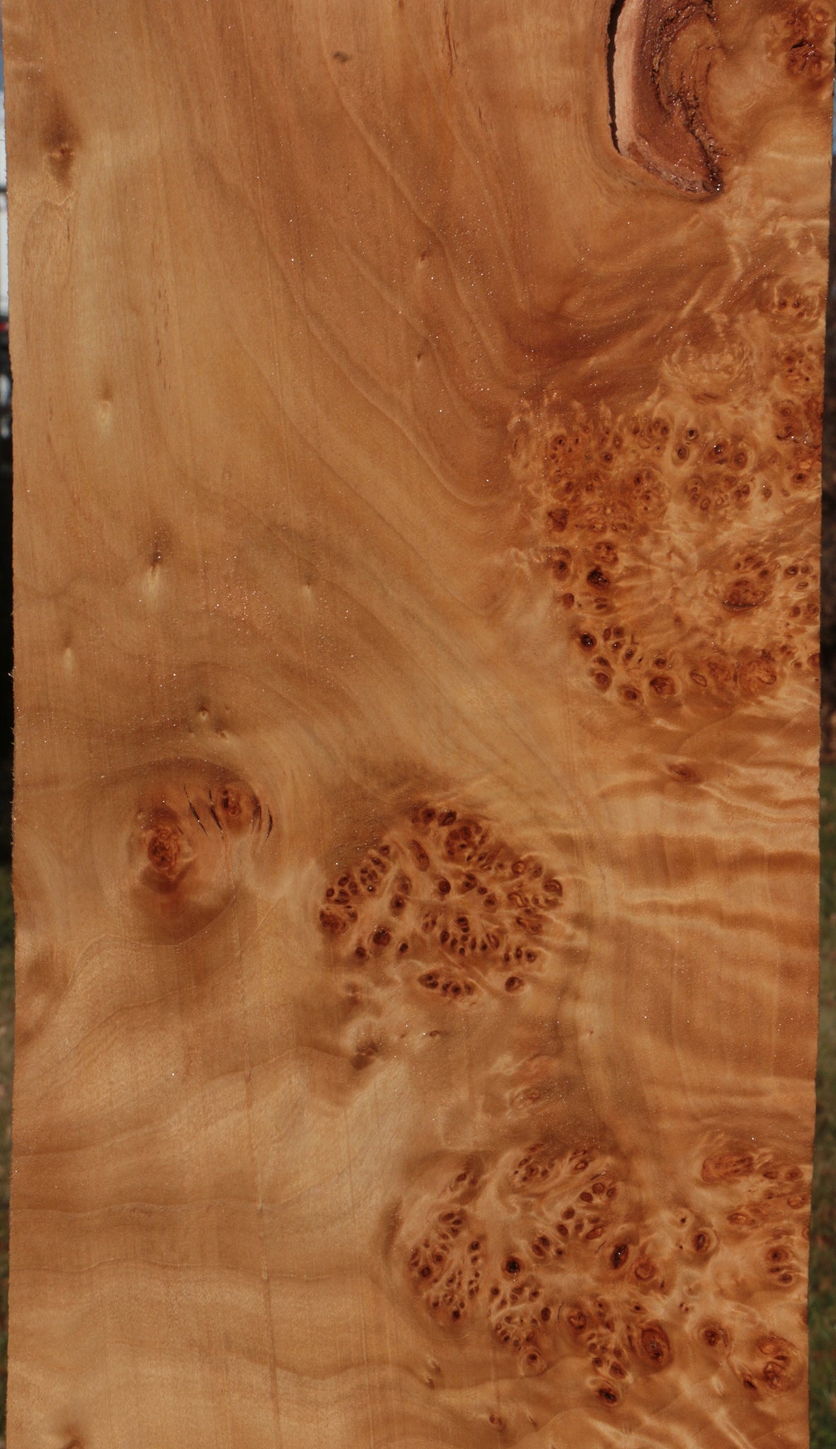 California Cottonwood Burl Lumber