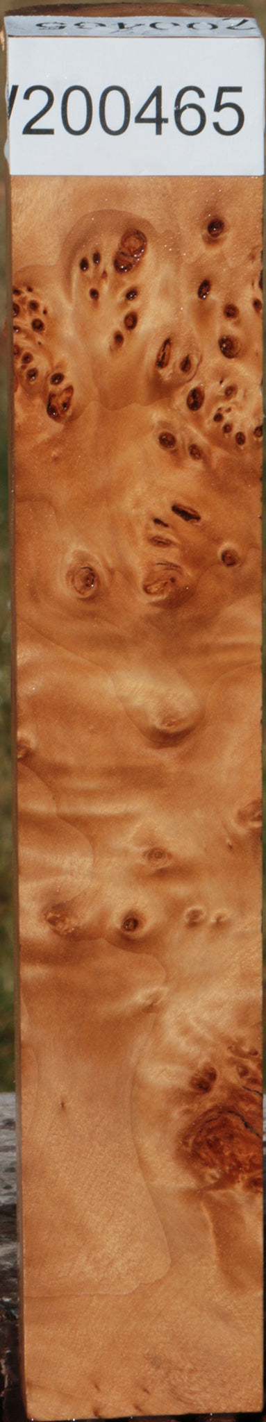 California Cottonwood Burl Turning Square