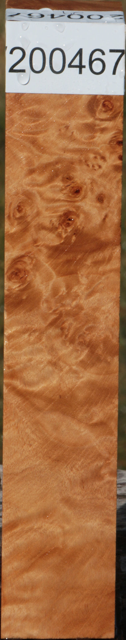 California Cottonwood Burl Turning Square