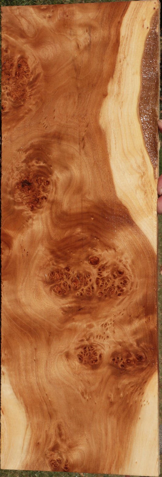 California Cottonwood Burl Lumber