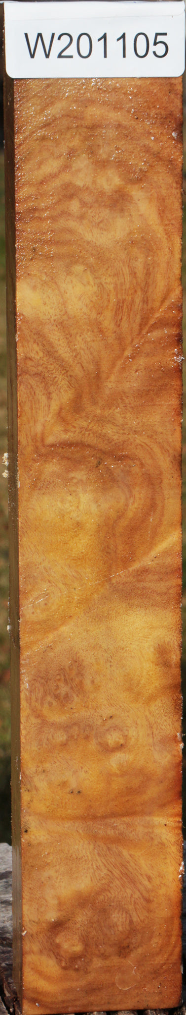 Camphor Burl Turning Blank