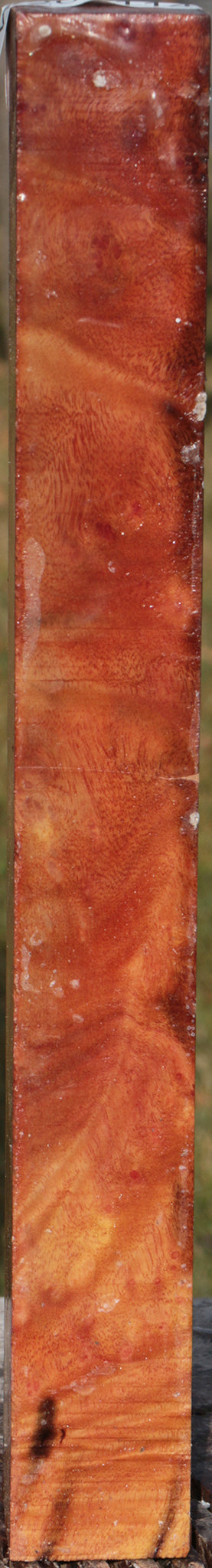 Camphor Burl Turning Square