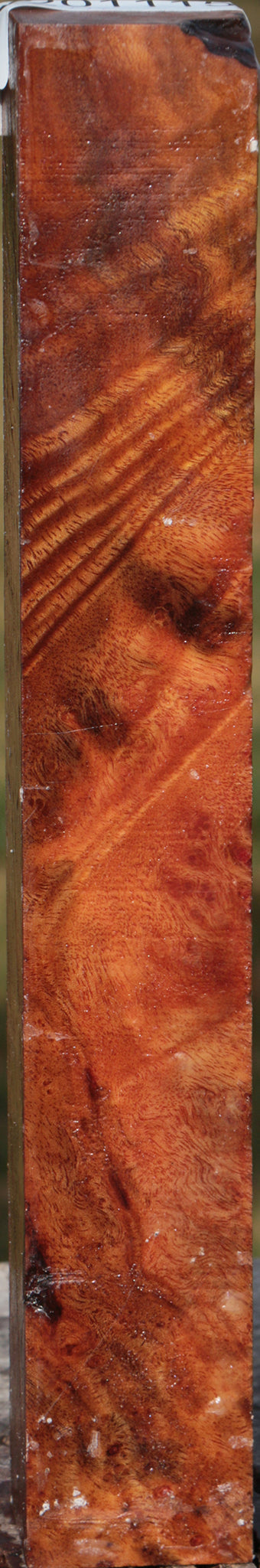 Camphor Burl Turning Square