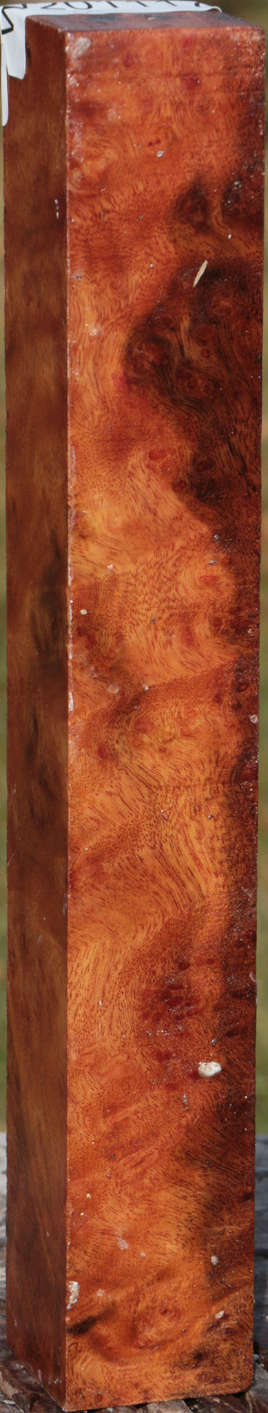 Camphor Burl Turning Square