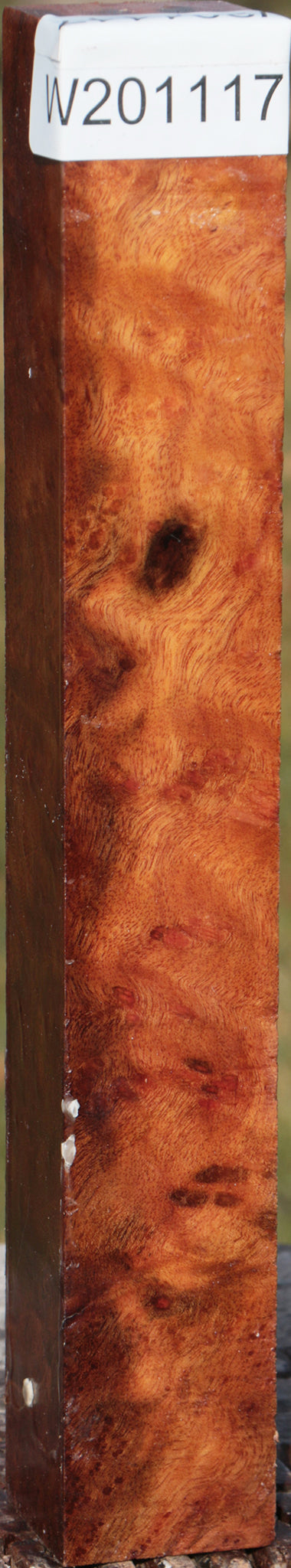 Camphor Burl Turning Square