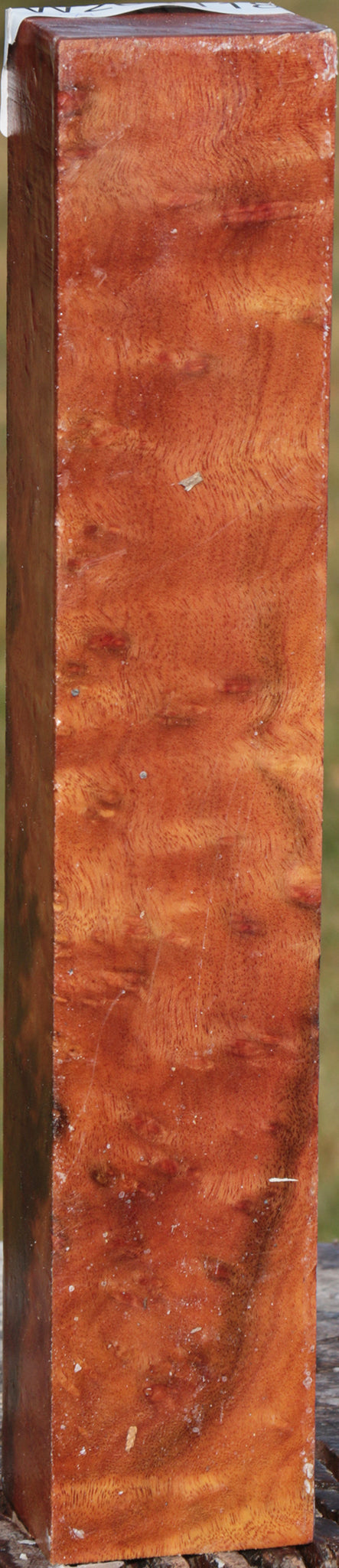 Camphor Burl Turning Blank