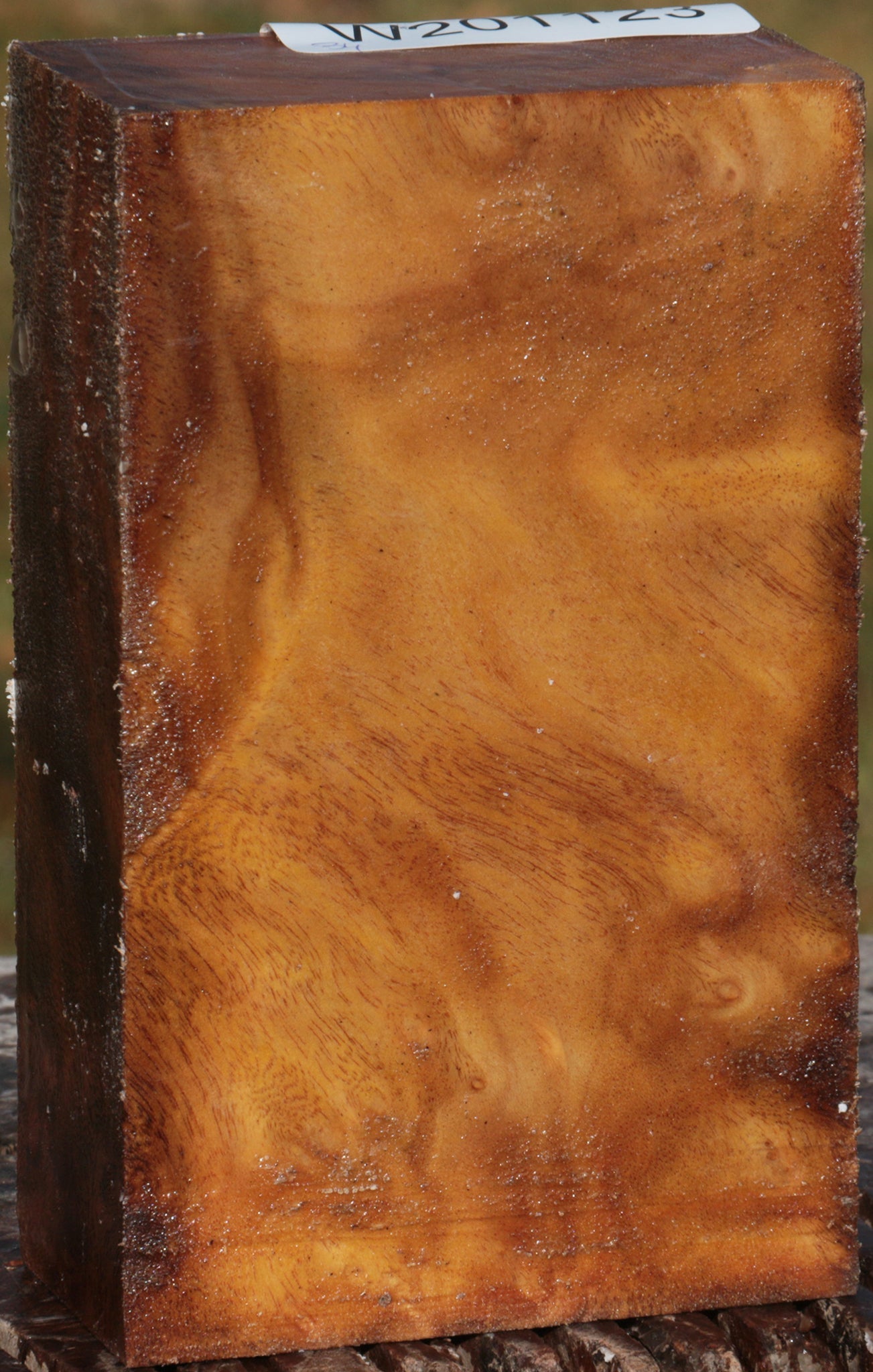 Camphor Burl Turning Blank