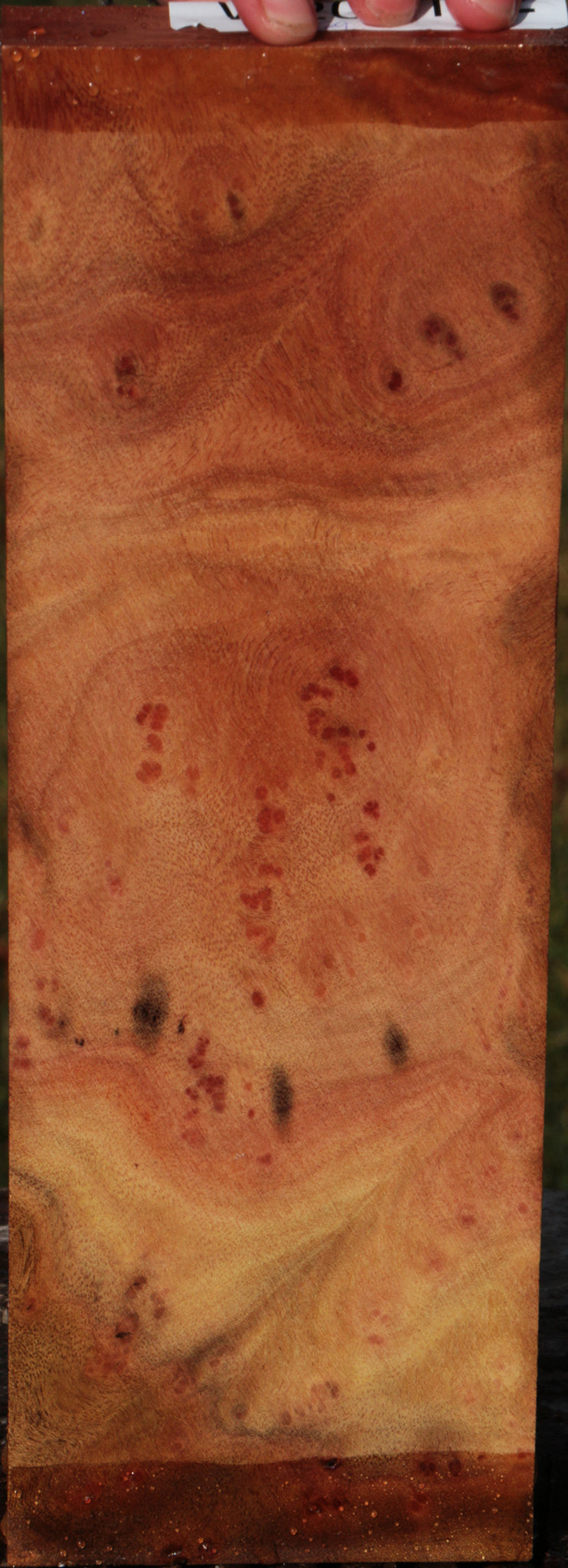 Camphor Burl Lumber