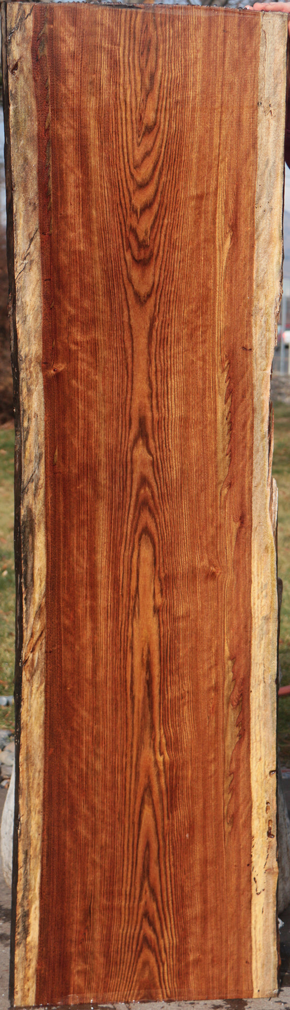 Spalted Chechen Live Edge Lumber