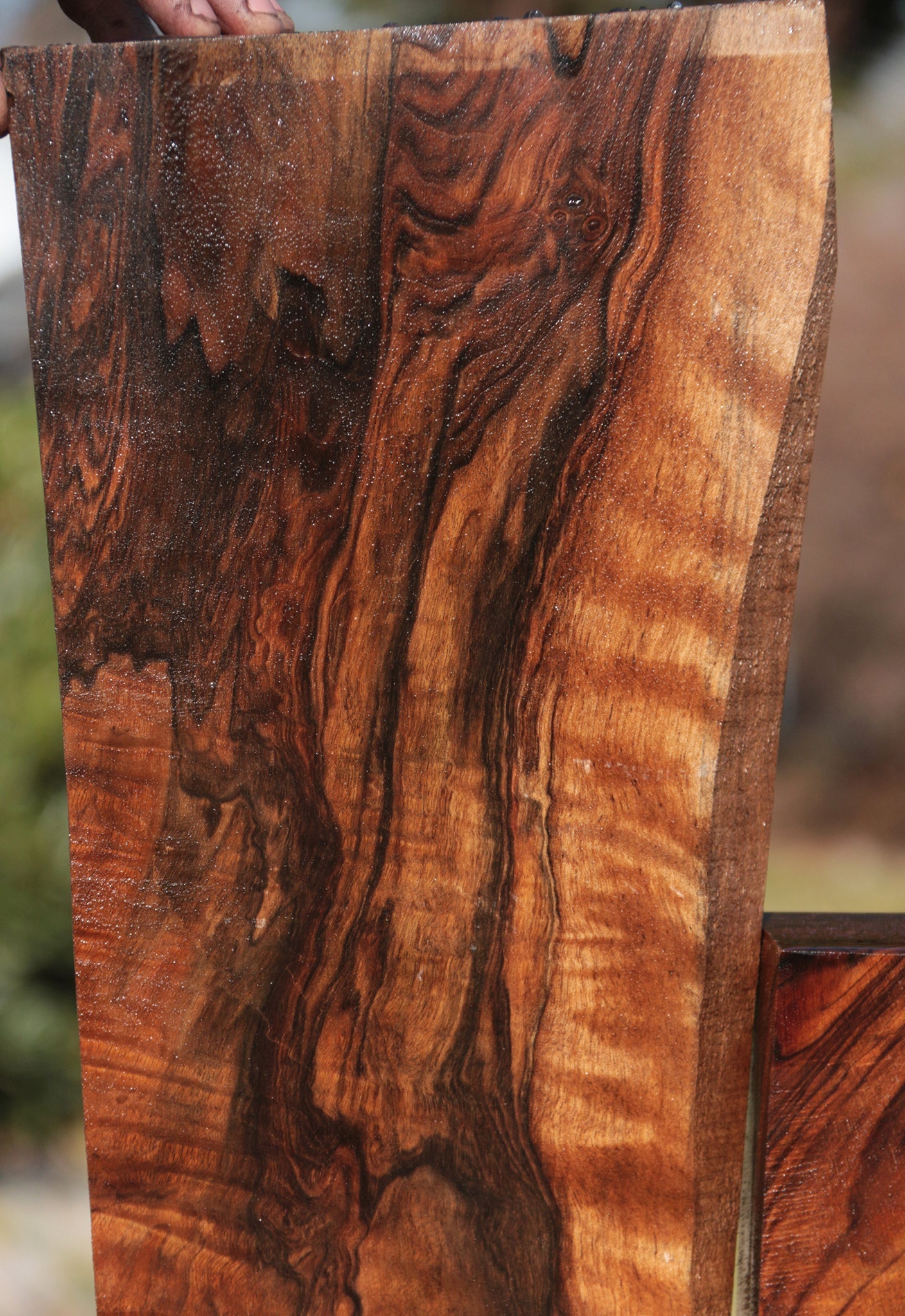 Exhibition English Walnut Lumber 2 Pack