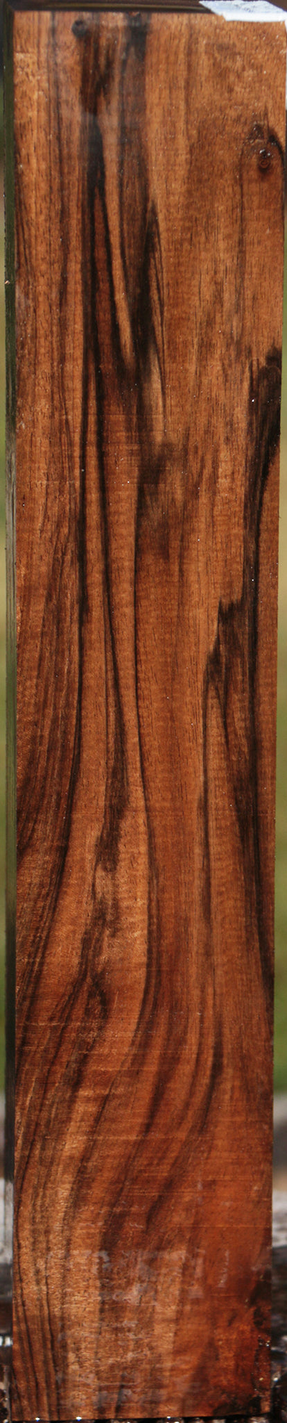 English Walnut Forend