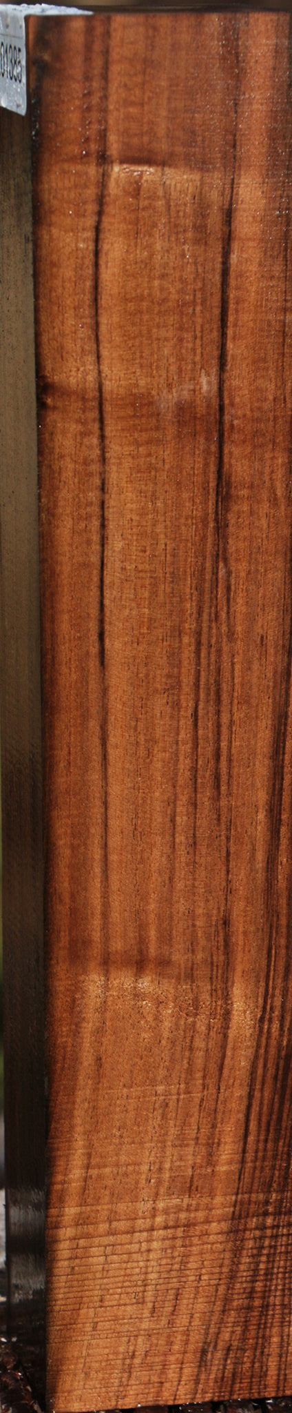 English Walnut Forend