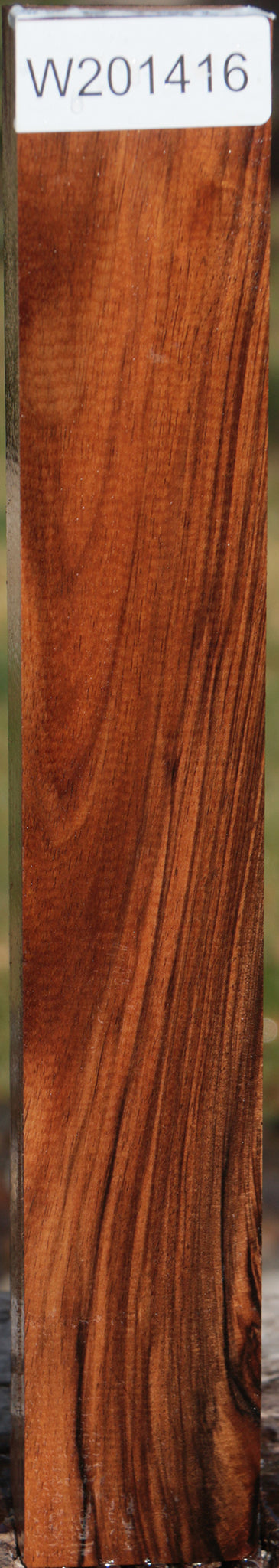 English Walnut Forend