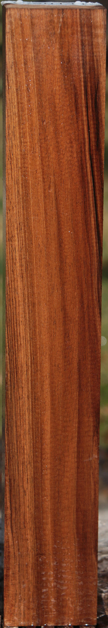 English Walnut Forend
