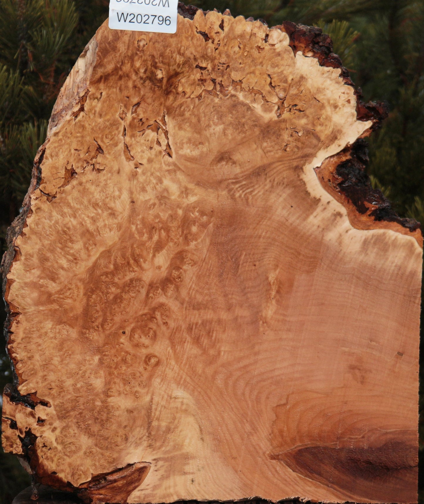 Maple Burl Live Edge Lumber