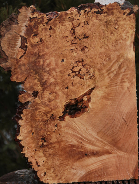 Maple Burl Live Edge Lumber