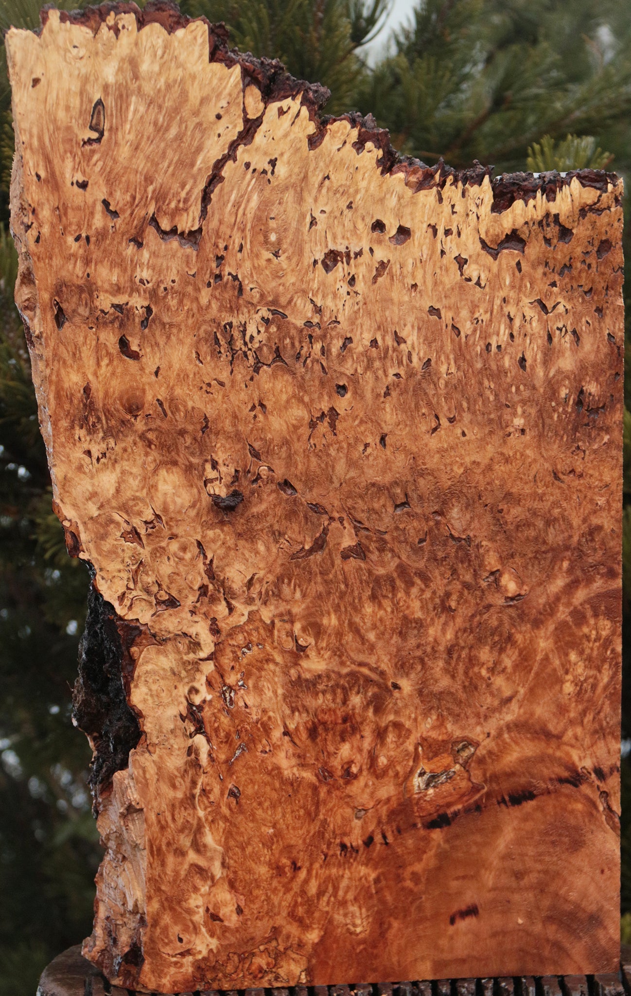 Maple Burl Live Edge Lumber
