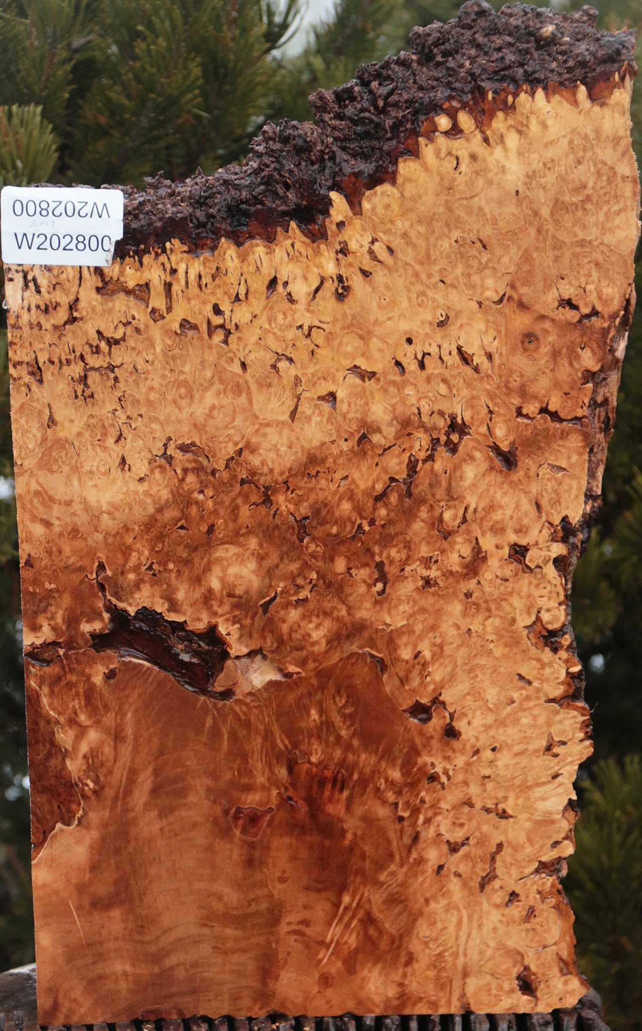 Maple Burl Live Edge Lumber