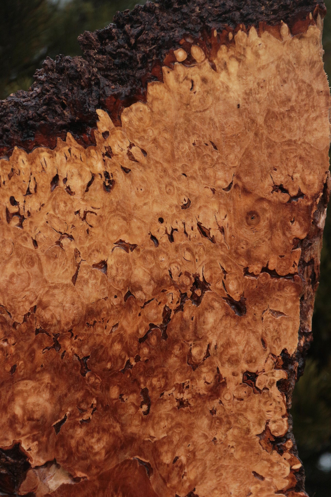 Maple Burl Live Edge Lumber