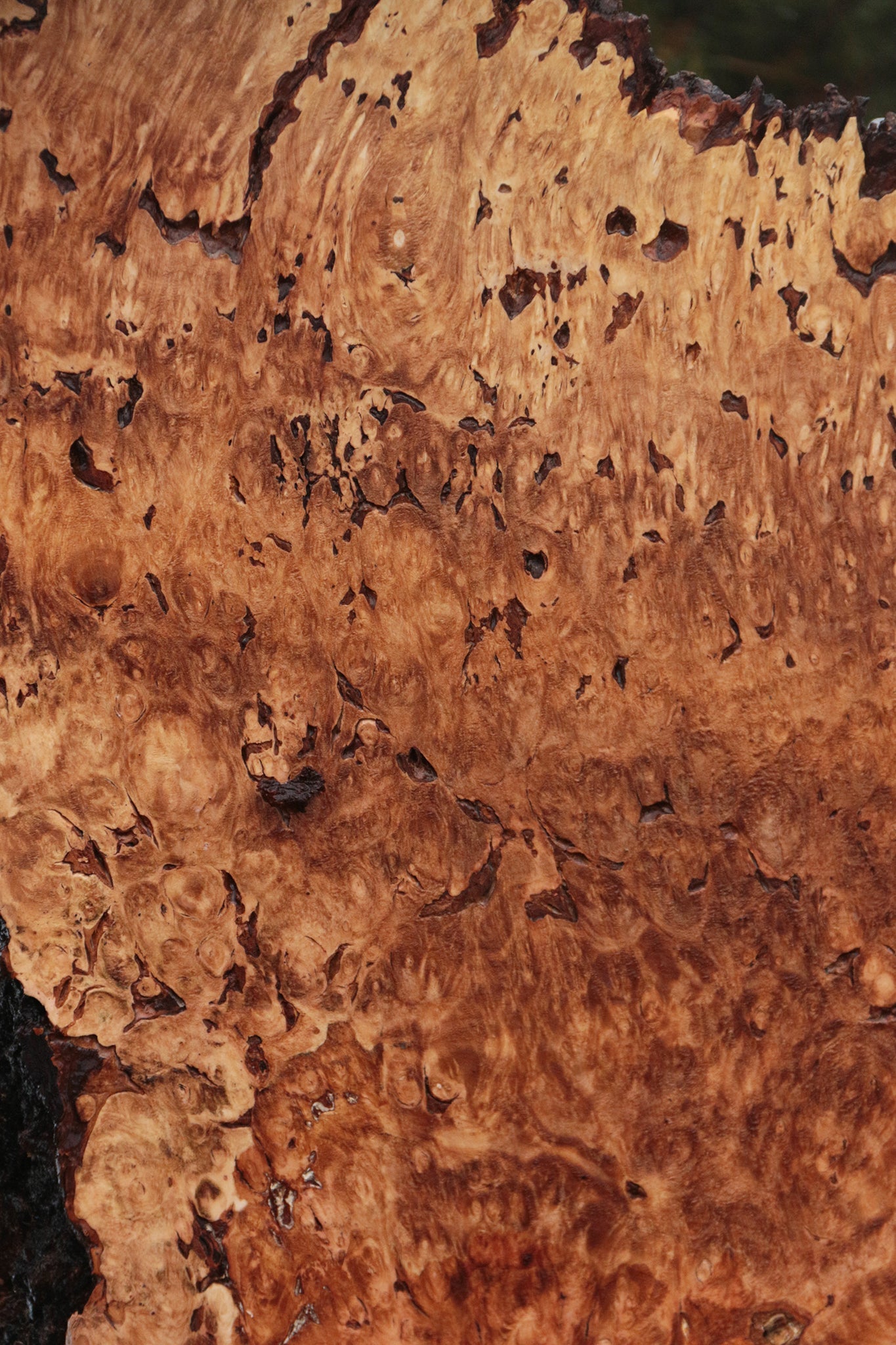 Maple Burl Live Edge Lumber