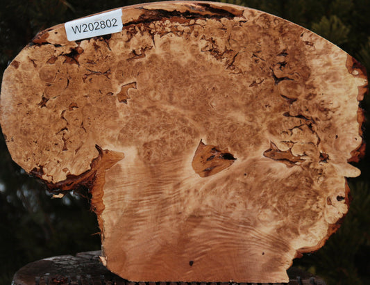 Maple Burl Live Edge Lumber