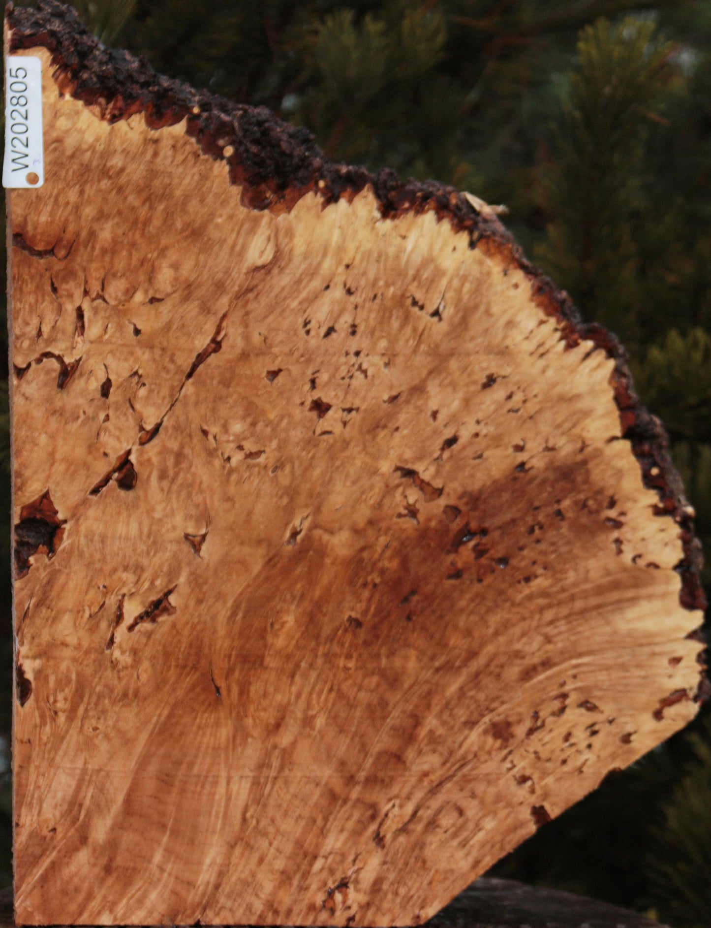 Maple Burl Live Edge Lumber