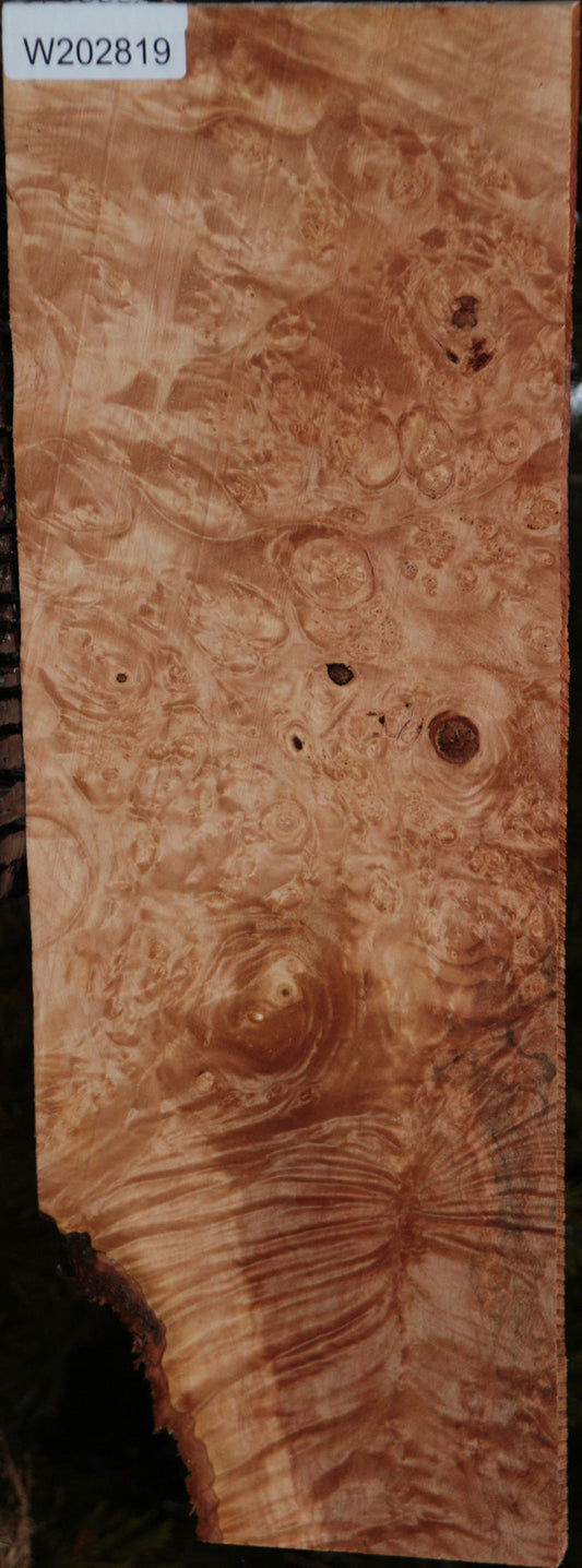 Maple Burl Instrument Lumber