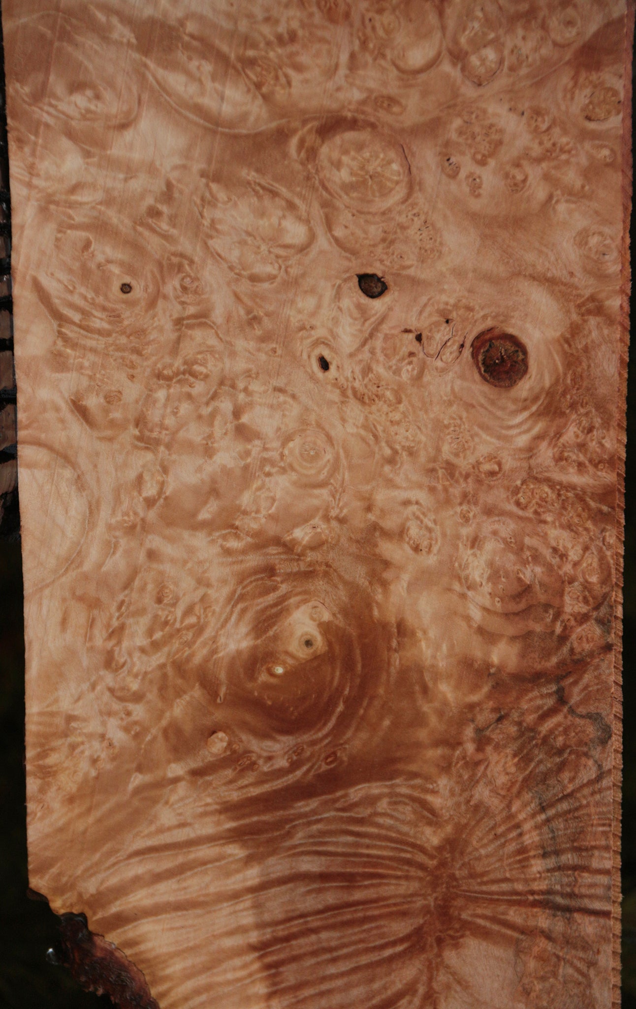 Maple Burl Instrument Lumber