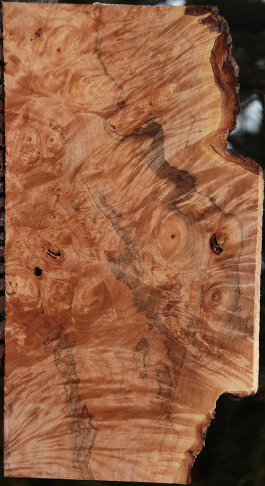 Maple Burl Lumber