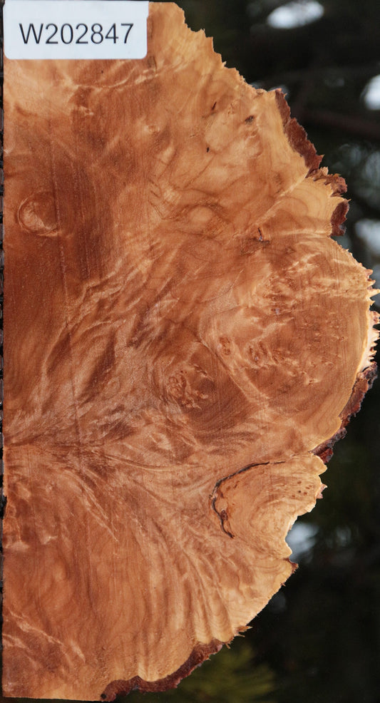 Maple Burl Live Edge Lumber