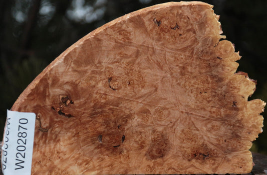 Maple Burl Live Edge Lumber