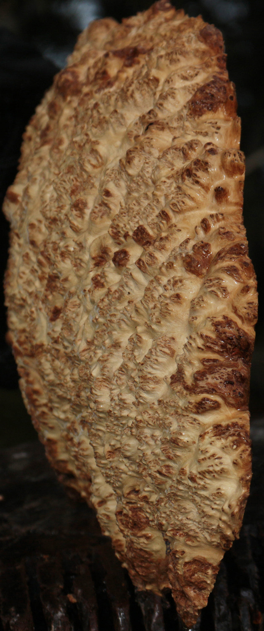 Gold Mallee Burl Cap