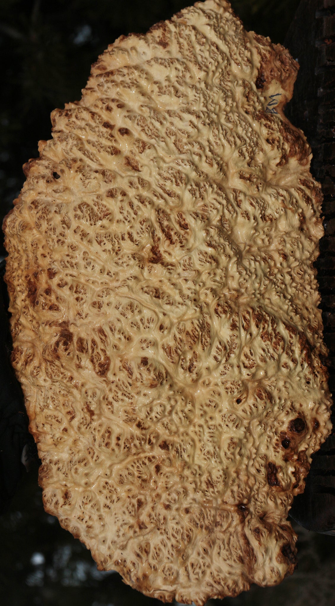 Gold Mallee Burl Cap