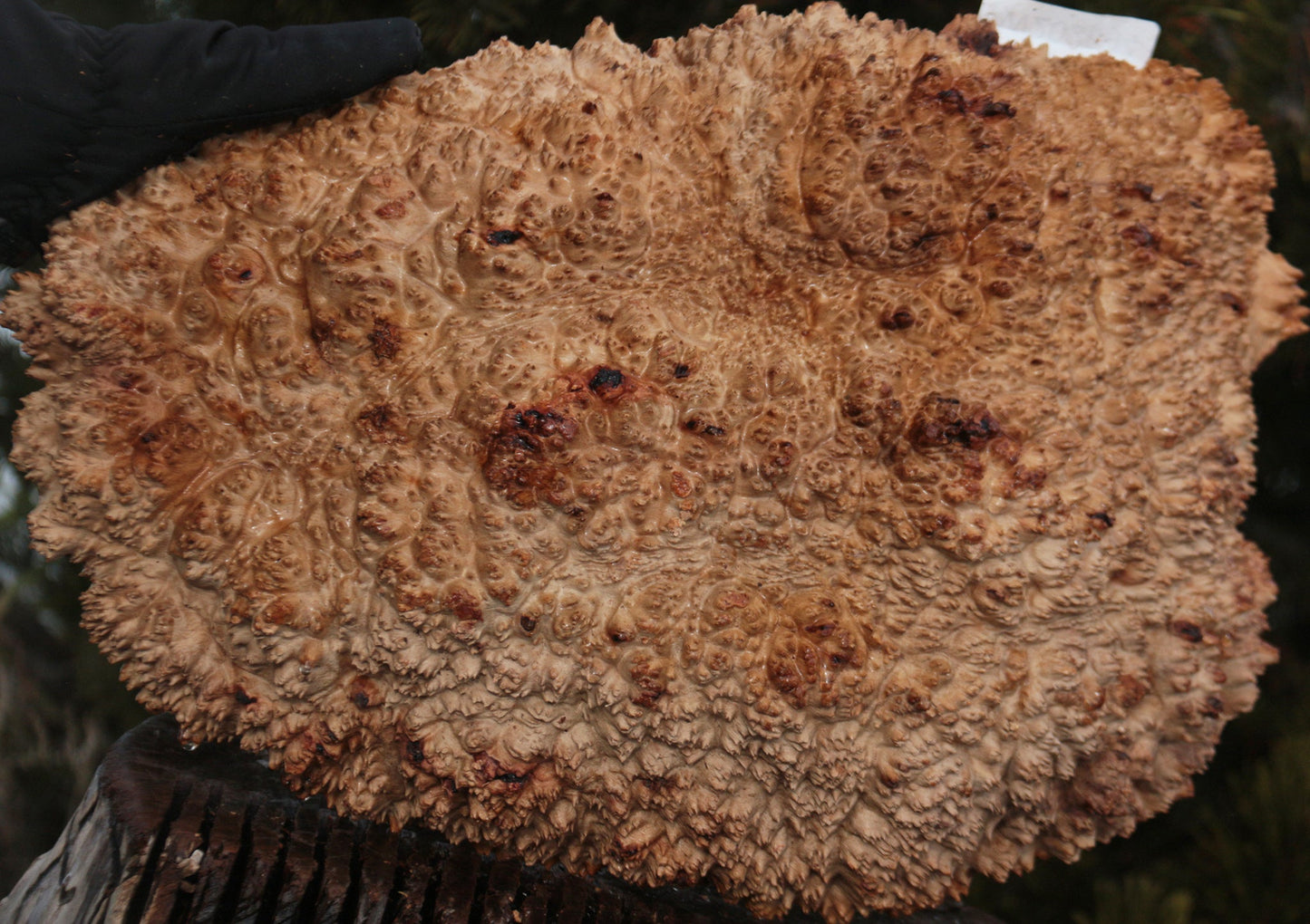 Red Mallee Burl Cap