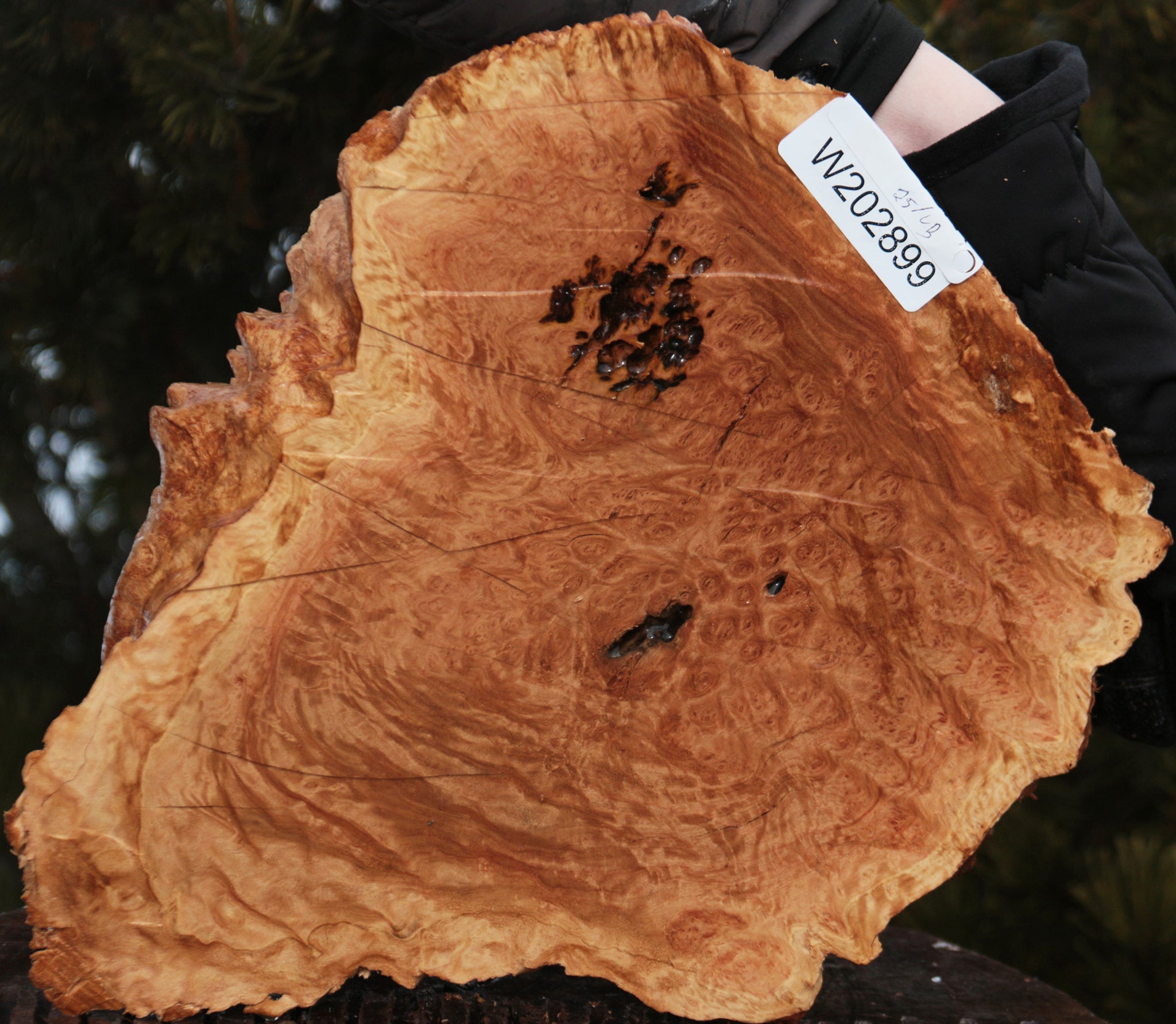 Gold Mallee Burl – Cook Woods
