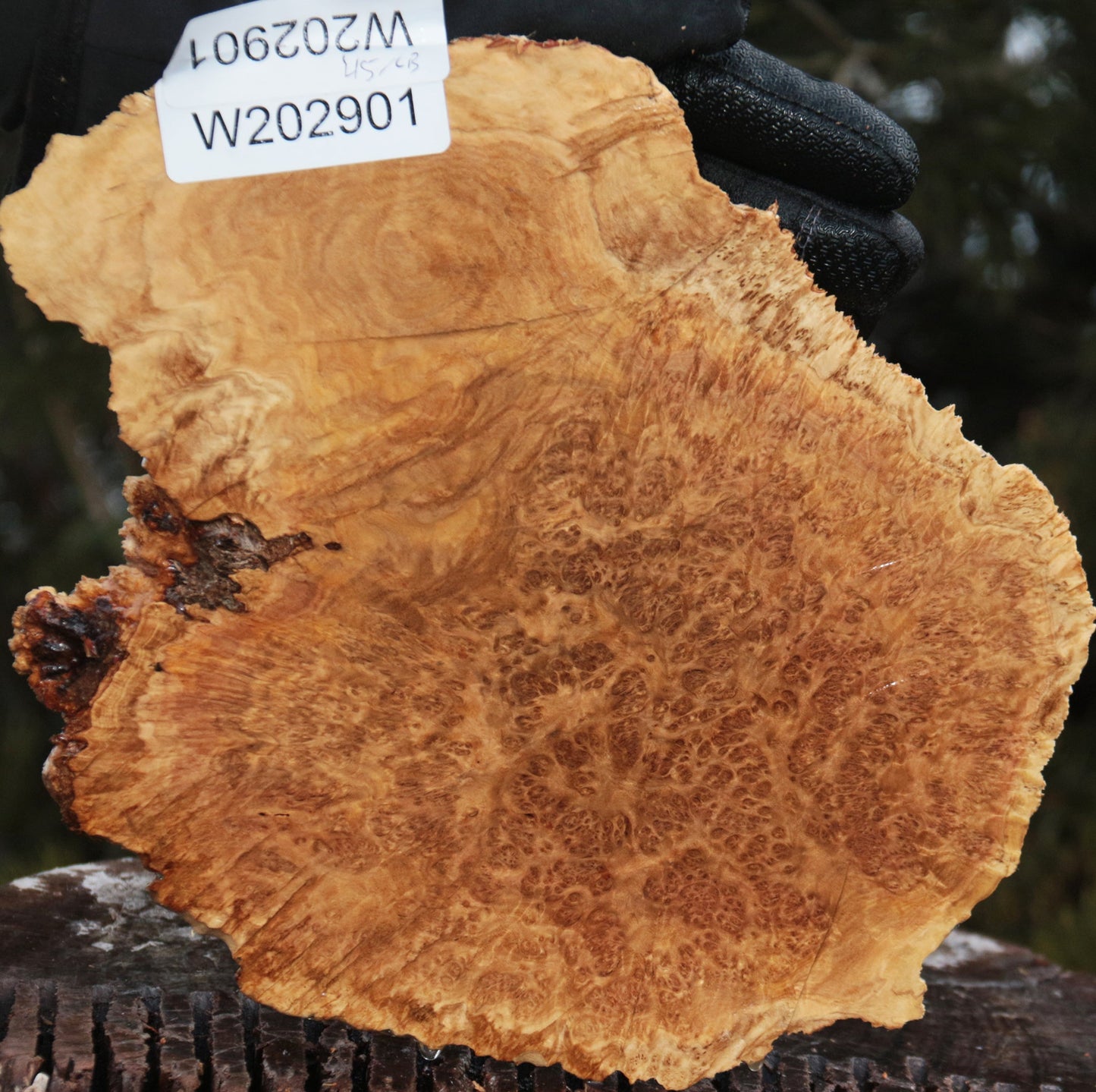 Gold Mallee Burl Cap