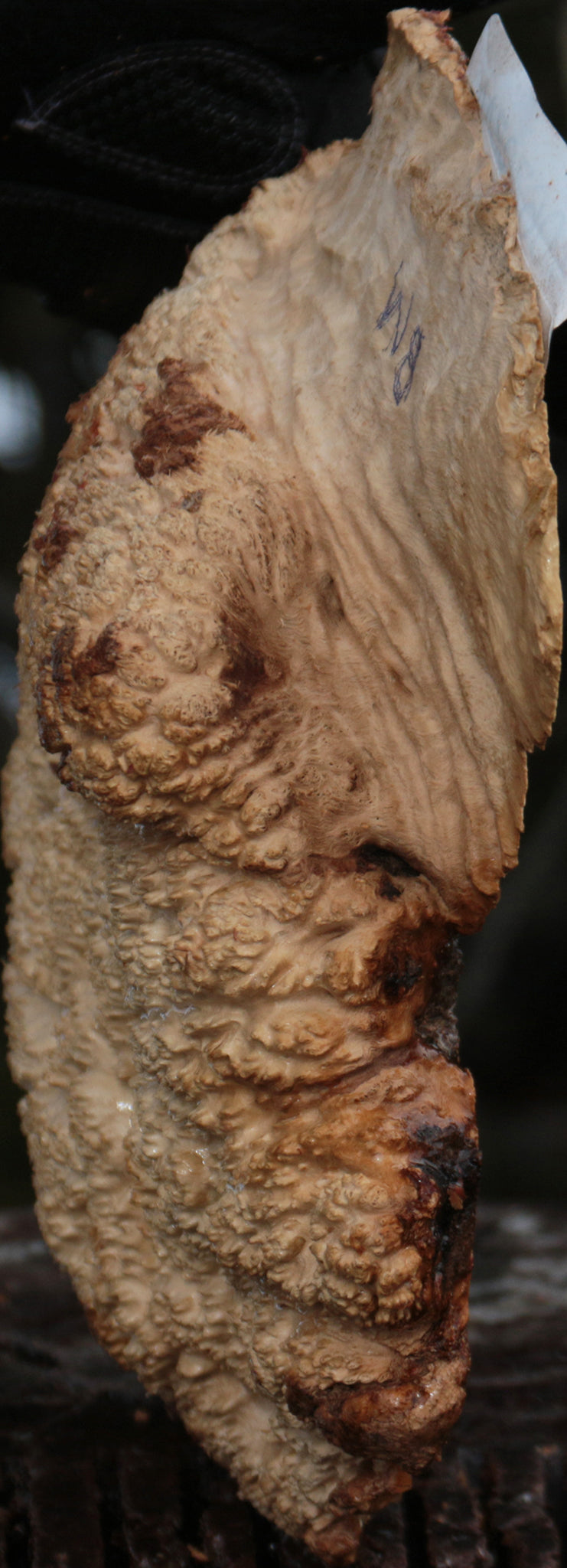 Gold Mallee Burl Cap