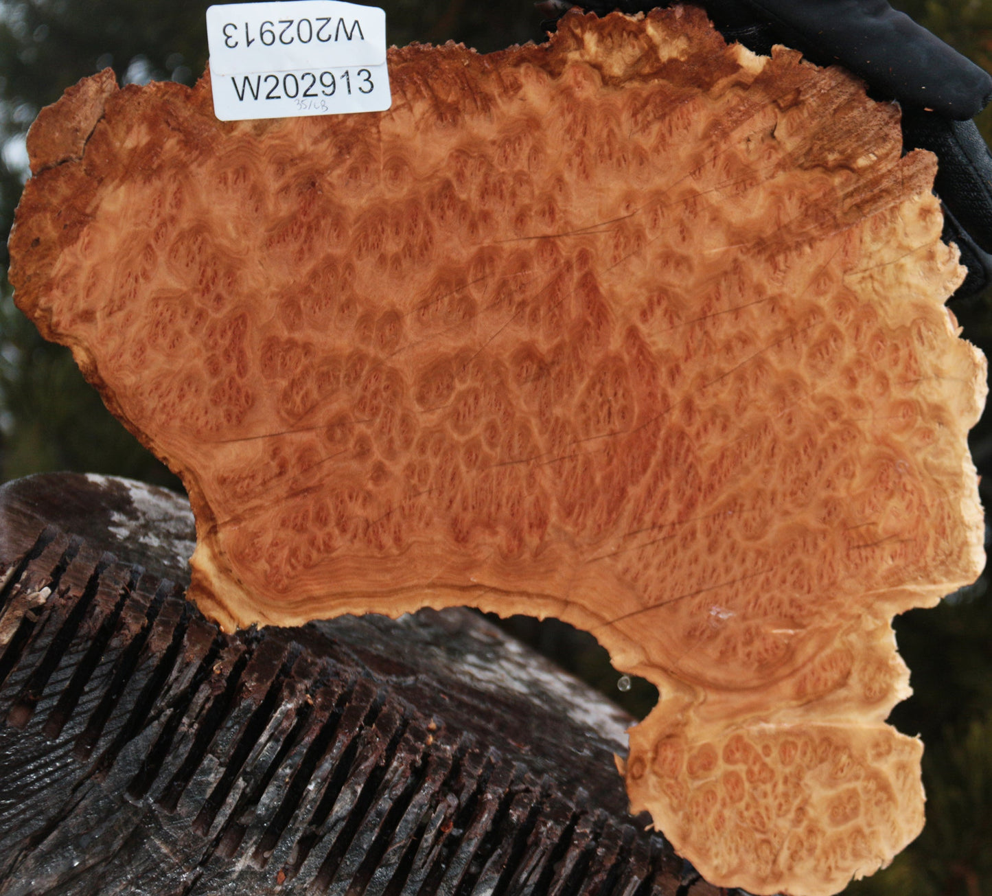 Gold Mallee Burl Cap