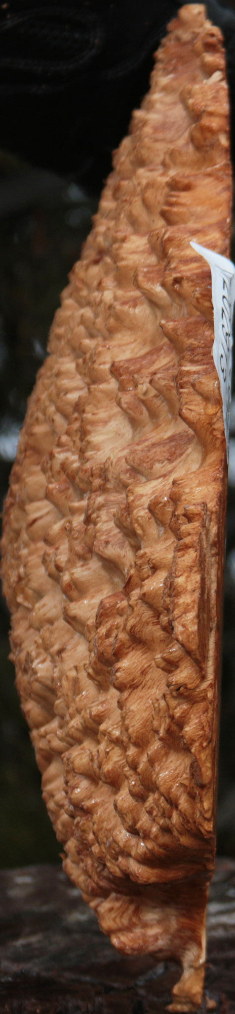 Gold Mallee Burl Cap